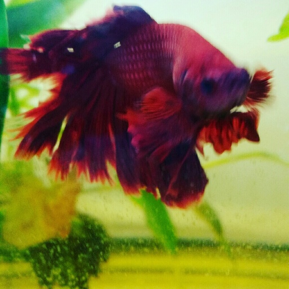 Meet your Posher, Jennie - Picture 2 of 2